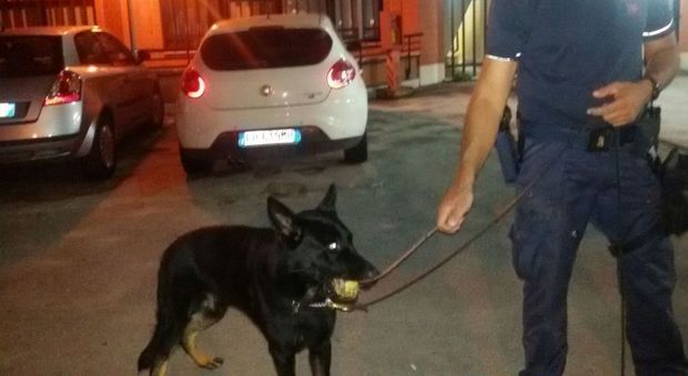 Frosinone, cane poliziotto scova market della droga: arrestate due donne