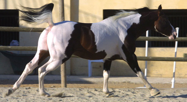 Un cavallo "Paint" come quello di Silvio Dal Piva