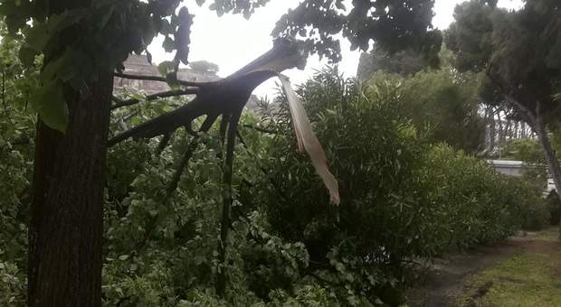 Spavento tra i turisti negli Scavi: il vento abbatte il ramo di un albero