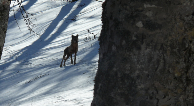 Monti Simbruini, fotografato un raro lupo a spasso nella faggeta colma di neve