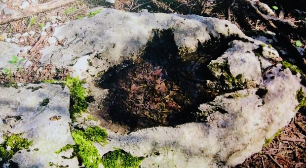 Impronta di dinosauro a Polcenigo, la conferma degli esperti: «È autentica»