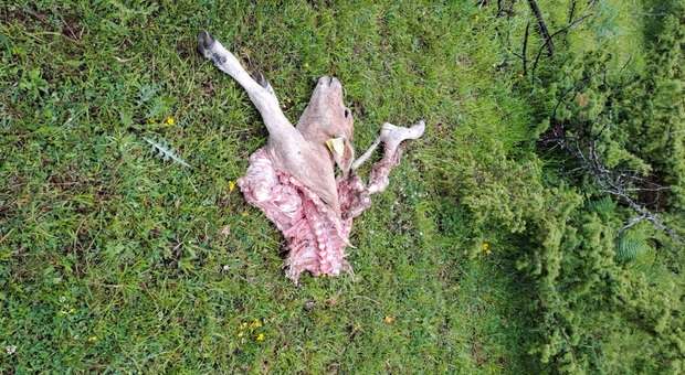 Allarme lupi sull'altopiano di Macereto: un'altra strage di bovini, rabbia tra gli allevatori