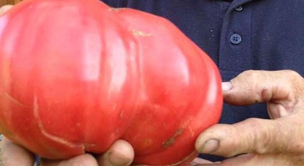 Ecco i pomodori giganti. La specie "bistecca" arriva fino a un kg | Foto