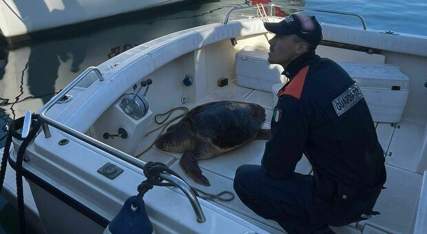 nella foto della Guardia Costiera: l'esemplare di caretta caretta salvata in mare