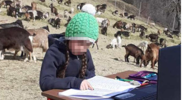 La piccola Fiammetta, 10 anni, a scuola in "Dad" con 350 capre, a mille metri di quota