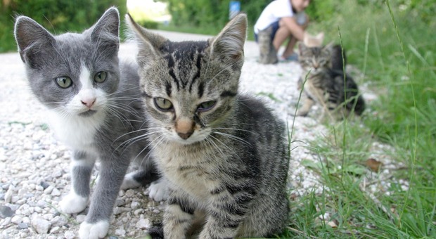 Gattini randagi come quelli che si trovano nella galleria tra Caprile e Selva di Cadore