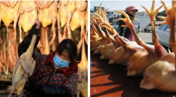 Influenza aviaria, in Cina il primo caso di un uomo contagiato dal virus H10N3": è allarme
