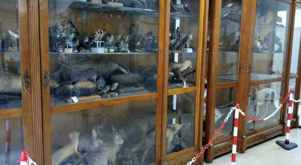 Alcune delle vetrine con uccelli e altri animali che si trovano attualmente nel palazzo della Provincia