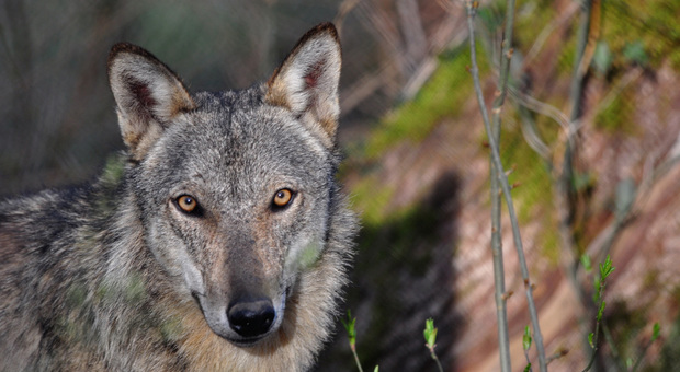 «Troppi lupi aggressivi in Italia»: dal Viminale sì all'abbattimento, gli animalisti insorgono