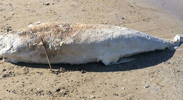 Trovata al Cesano carcassa di delfino per tre giorni sepolta in spiaggia