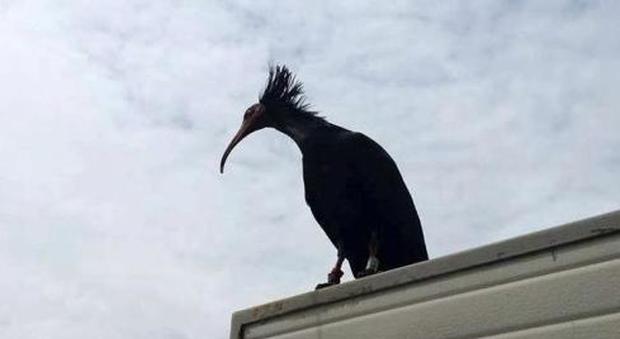 Ben fugge dall’oasi e sceglie la libertà: scatta la ricerca dell’ibis