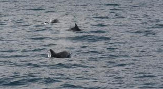 Punta Campanella: la danza dei delfini