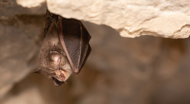 Pipistrelli in casa, uomo morso durante la notte contrae la rabbia e muore in pochi giorni