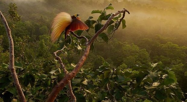 Fotografia naturalistica: a Cecina “What a wonderful world” con le immagini della National Geographic Society