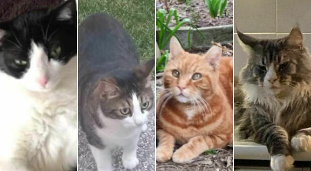 Trenta gatti scomparsi nel Bolognese, taglia di 4mila euro per trovare il responsabile: «I proprietari hanno paura»