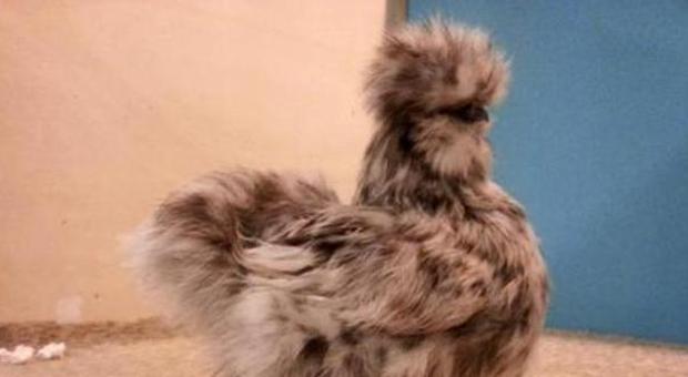 La gallina più bella d'Italia abita a Pedavena e vince il primo premio