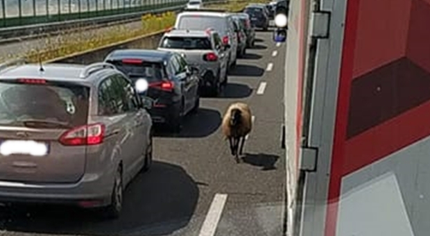 «Correte, c’è una pecora contromano in superstrada». Auto bloccate lungo la Flaminia