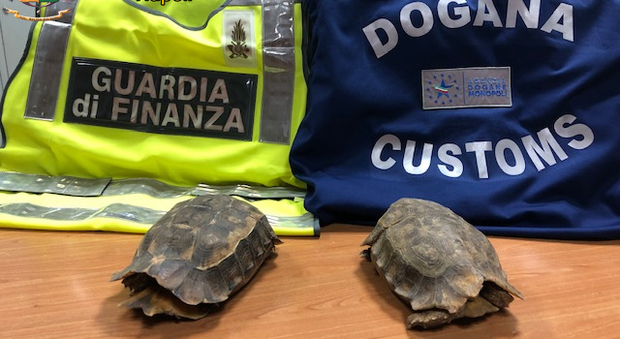In viaggio dal Ghana a Napoli con due tartarughe a rischio estinzione: denunciato