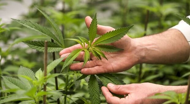 Cannabis, il mega trend continua a essere frenato da ostacoli legislativi
