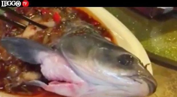 Pesce zombie torna in vita dopo la cottura sul piatto del ristorante e terrorizza i clienti