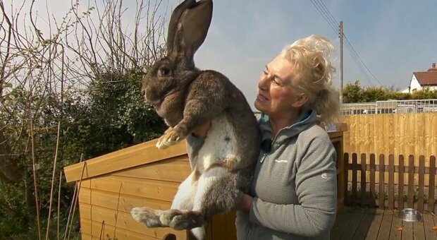 Rubato Darius, il coniglio più grande del mondo. La proprietaria: «Riportatemelo a casa»