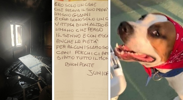 https://statics.cedscdn.it/photos/MED/58/81/8445881_29162316_cane_bruciato_vivo_ischia.jpg