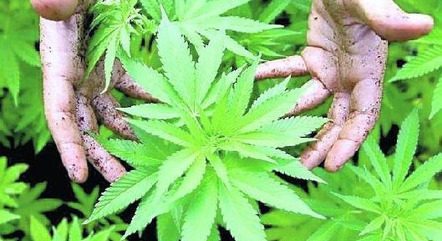 Cannabis club e libertà di spinello: il ddl 5Stelle fa infuriare il Carroccio