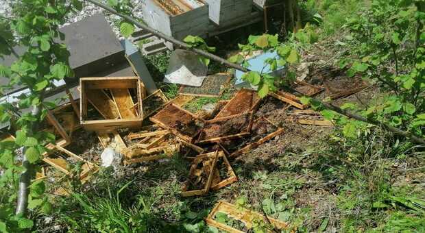 Secondo "raid" dell'orso in Val di Zoldo, è tornato a fare scorpacciata di miele: distrutto un altro apiario