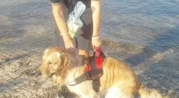 Sulle spiagge italiane la carica dei 350 cani-bagnino. L'elenco dei lidi