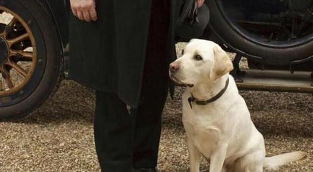 "Downton Abbey", la cagnolina Isis rischia di essere cacciata per via del nome