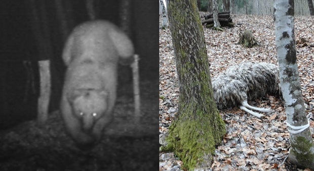 L'orso Francesco miete vittime nei boschi della Carnia