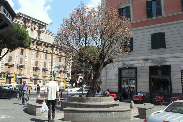 Roma, gli alberi che muoiono specchio della città