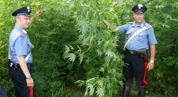 Monti Lattari, scoperta un'altra piantagione di cannabis a Pimonte: 65 piante da tre metri di altezza