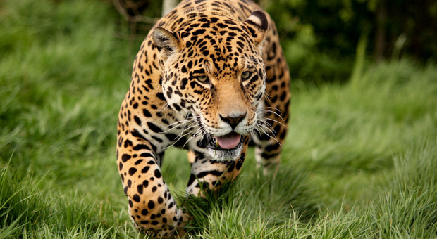 Bimba di 3 anni aggredita da un leopardo nel giardino di casa, la mamma trova il corpo dilaniato