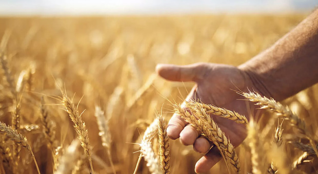 Stop alla coltivazione del grano