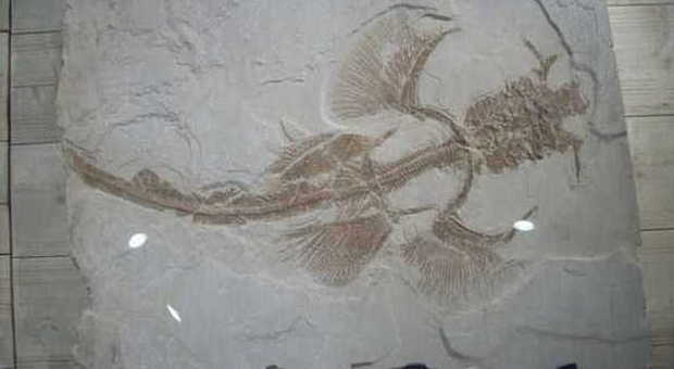 Il fossile di un pesce volante