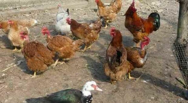 Coldiretti Puglia, Sos aviaria: «Proteggere allevamenti e migliaia di galline dal contagio»