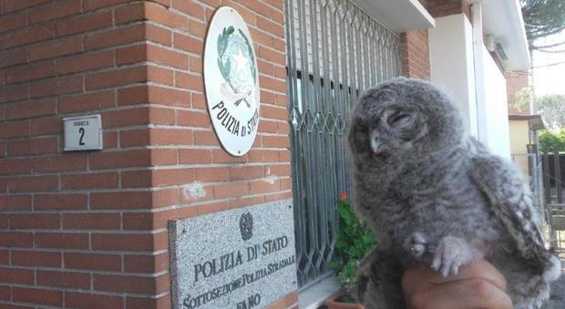 Pesaro, la Polizia recupera un piccolo di allocco: l'animale è raro e protetto