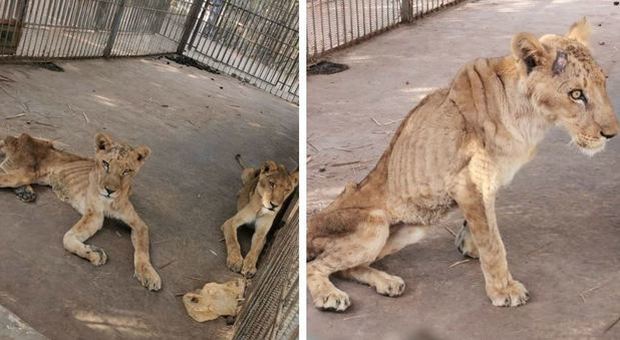 Leoni dello zoo del Sudan muoiono di fame, campagna internazionale per salvarli