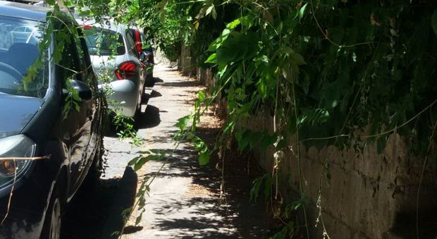 «Via Naccherino, le piante debordano: marciapiedi off limits»