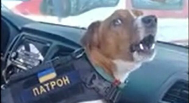 Ucraina, il cane 'Pallottola' è un eroe: dall'inizio della guerra ha trovato oltre 90 ordigni
