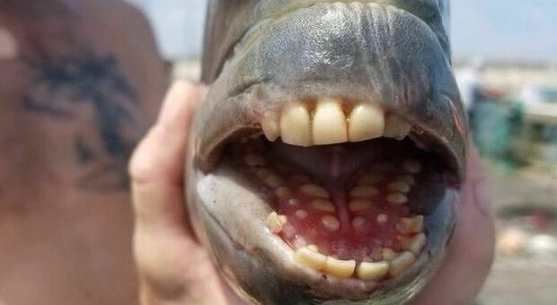 Pesce "testa di pecora" catturato negli Stati Uniti: ha denti umani