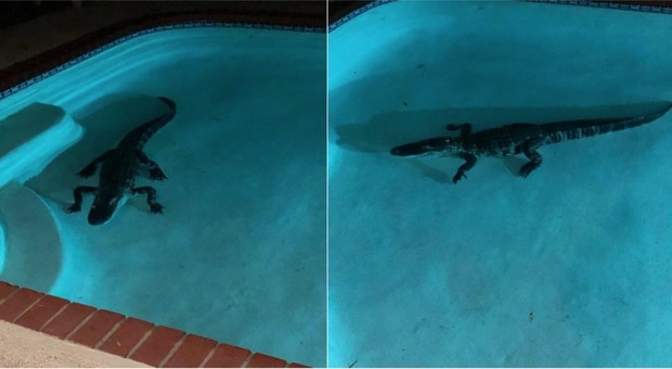 Mamma si sveglia di notte per «strani rumori» e trova un alligatore di due metri in piscina