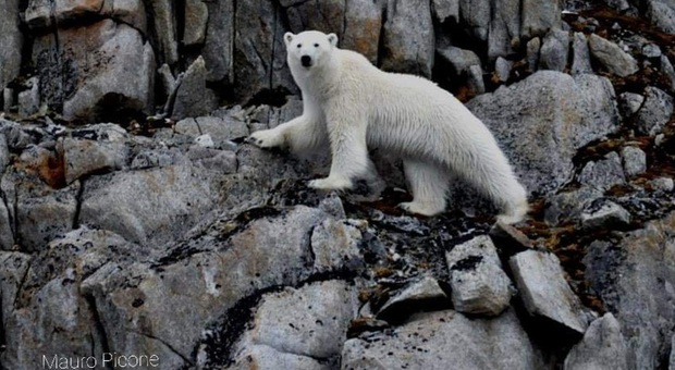 Orsi polari costretti a migrare dall'America alla Russia per colpa del caldo: quasi 20° in Alaska