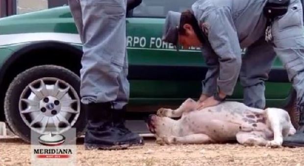 Cani contro cinghiali: sette denunce per combattimenti illegali VIDEO