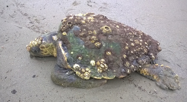 Una delle tartarughe spiaggiate