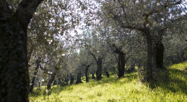 Latina, aiuti per il settore olivicolo e castanicolo, il consigliere La Penna: «In arrivo 800.000 euro»