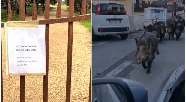 Cinghiali a Roma. «Almeno 15 animali a passeggio a Montespaccato», altri 9 catturati a Villa Pamphilj