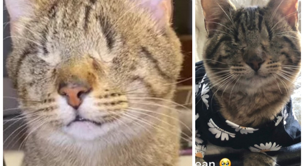 Miss Bean, la gatta non vedente che commuove il web: il video è virale