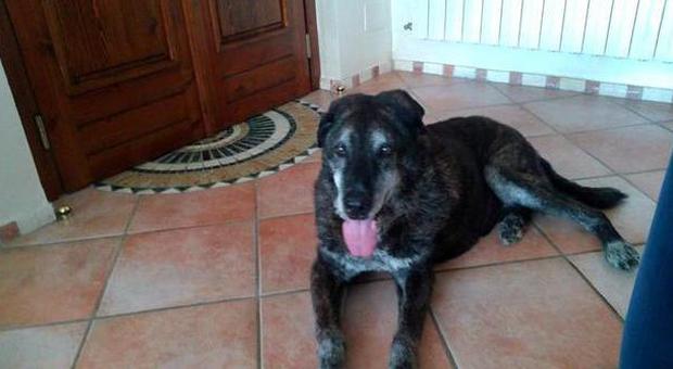 Morto il cane Ennio, quattro anni fa trovò casa grazie al nostro appello